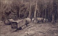 Cameroun, évacuation des billes sur Decauville. – Le système de transport ferroviaire Decauville, initialement développé pour évacuer les betteraves des champs détrempés de métropole, connait un certain succès dans les colonies. Constitué de voies à faible écartement, de rails et traverses métalliques facilement démontables et déplaçables, il s’avère précieux pour la manutention des marchandises dans les villes portuaires, dans les plantations et sur les exploitations forestières. La forêt camerounaise, où se déroule cette scène, regorge d’essences de valeur. Pour la France du début du XXème siècle, les bois issus de l’empire colonial sont salutaires car la production métropolitaine ne permet plus de satisfaire la demande intérieure. En effet, avec le développement de l’activité économique et de la consommation, les besoins sont en pleine croissance et le territoire national reste largement dévolu à l’agriculture traditionnelle au détriment des forêts. Cependant la production coloniale ne résout pas tout. D’une part elle est trop faible pour résorber les déficits. D’autre part les essences tropicales, essentiellement destinées à l’ébénisterie et au déroulage –la fabrication de contreplaqués-, ne peuvent pas remplacer les importations de bois d’œuvre venues notamment de Scandinavie. Ainsi, grâce à ses colonies, la France exporte du bois dans le monde entier, sans toutefois parvenir à se passer de ses fournisseurs étrangers.