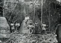 Exploitation forestière au Cameroun. - Acajous, douka, moabi, niové, oboto, bilinga, bubinga, kévazingo, padouk, zingana ou ébène, la forêt camerounaise regorge d’essences de valeur. Pour la France du début du XXème siècle, les bois issus de l’empire colonial sont salutaires car la production métropolitaine ne permet plus de satisfaire la demande intérieure. En effet, avec le développement de l’activité économique et de la consommation, les besoins sont en pleine croissance et le territoire national reste largement dévolu à l’agriculture traditionnelle au détriment des forêts. Cependant la production coloniale ne résout pas tout. D’une part elle est trop faible pour résorber les déficits. D’autre part les essences tropicales, essentiellement destinées à l’ébénisterie et au déroulage –la fabrication de contreplaqués-, ne peuvent pas remplacer les importations de bois d’œuvre venues notamment de Scandinavie. Ainsi, grâce à ses colonies, la France exporte du bois dans le monde entier, sans toutefois parvenir à se passer  de ses fournisseurs étrangers.