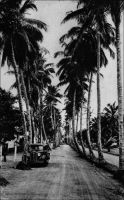 Douala, Allée des Cocotiers. – Devenue depuis avenue des Cocotiers, cette voie est, au sortir de la Seconde Guerre mondiale, à la limite ouest de la ville. Elle commence derrière l’hôpital  européen, et se finit au niveau de l’école urbaine, en coupant successivement les rues de Verdun, Carras, de l’Hôpital et Clemenceau. « Les promenades classiques de Douala conduisent à la plage, au Mât du Pavillon, à l’Allée des Cocotiers, à l’Aviation (ainsi désigne-t-on l’aérodrome), au Bois des Singes, à Bassa (route « Razel »). » – Cette carte postale a été expédiée de Douala pour Montluçon, dans l’Allier, le 22 janvier 1948. Source : Le Cameroun (dépliant d’information) Agence de la France d’outre mer, Paris, 1951.