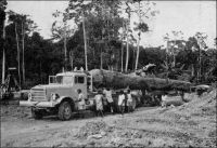 Exploitation forestière au Cameroun. – « La forêt couvre 1/3 du pays. Après l’écrémage des essences précieuses, on procède aujourd’hui à l’exploitation méthodique des essences communes pour le sciage et la satisfaction du marché intérieur dont l’ampleur croit sans cesse. » (1). – La forêt couvre, dans le Cameroun contemporain, après unification des zones sous mandat français et sous mandat britannique, près de 45 % du territoire. S’il est vrai que le marché intérieur de bois d’œuvre s’est considérablement développé dans les années suivant la seconde guerre mondiale, en raison de la construction de nombreux bâtiments modernes à Douala et d’infrastructures dans le sud du pays, les exportations du Cameroun n’ont jamais faibli. Source : (1) (photo et texte) Le Cameroun (dépliant d’information) Agence de la France d’outre mer, Paris, 1951.