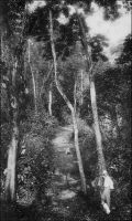 Coin de forêt à Kongsamba. – « La vie est plus dure dans les coupes. Quelques jeunes coupeurs, sans diplômes, aimant le risque, ayant confiance en son destin, riches de quelques dizaines de mille francs, obtient une concession forestière. A première vue elle parait immense. Mais à la prospection on s’aperçoit qu’elle est pauvre. En outre, vingt accidents vous menacent : ainsi le bois n’est prêt qu’à l’époque des basses eaux et voilà un retard d’une saison. On est forcé d’abuser des conserves ou de boire l’eau des marigots. On souffre de chiques ou de crowcrows, on risque le paludisme, la bilieuse, la tuberculose, le coup de bambou. Certains résistent : ce sont ceux qui ont une bonne santé et une solide morale ; ceux-là contribuent à assurer à la main-d’œuvre indigène le patronage qu’ils auraient exercé sur les employés d’Europe. Mais tel autre, qu’on a pas le droit de juger avec une éthique de sédentaire, succombe au climat. Les souffrances du cœur s’y ajoutent. Il croit qu’il est impossible d’amener une femme d’Europe à l’équateur ». Source : Wilbois, J., Le Cameroun, Paris, éditions Payot, 1934.