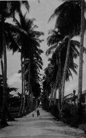 Douala, l'avenue des cocotiers. - précédemment l'allée des cocotiers.