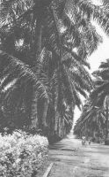 Douala, allée des cocotiers