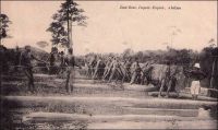 Exploitation du bois de l’acajou, un chargement. – « J’allais chez les coupeurs de bois. [...] le recrutement de la main d’œuvre se maquignonnait par ici. Pour le chemin de fer et les travaux de l’Etat, le recrutement est officiel ; il n’est que toléré pour les coupeurs de bois. [...] Les administrateurs sont divisés [...] – Moi je suis contre. Cette année, malgré les ordres, je n’ai donné aucun homme pour la forêt. C’est l’esclavage, ni plus ni moins. Je refuse de faire le négrier. [...] L’administrateur est-il rébarbatif ? Cela provoque des scènes tragiques dans des résidences de brousse. – Je vous ferai déplacer ! crie le coupeur. – Sortez de chez moi ! réponds le commandant. J’assistais à l’une de ces rencontres. Un chef noir était présent. – Ecoute , ma commandante, disait-il, le 1er janvier, j’ai payé ton impôt. Tu m’as dit “Plante du cacao. ” J’ai plante du cacao. Tu vois qu’on t’obéit. Si tu me dis “Envoie des hommes tirer les billes pour monsieur le coupeur de bois”, je t’enverrai les hommes, parce que je sais que tu peux me faire du mal. Mais les hommes y en a criver.  – On  pourrait peut être remplacer les hommes par des tracteurs ? dis-je. – C’est vous qui me donnerez l’argent pour acheter les tracteurs ? [...] Les capitaux se défient des affaires coloniales, et le Français, dans ses plus riches mines d’or, travaille encore à la petite semaine ! L’Anglais a tout, les Belges ont tout ; nous n’avons nous que le moteur à foutou (le nègre) ! » Source : Londres, Albert, Terre d’ébène, Paris, Albin Michel, 1929.