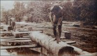 Sciage des bois à Orno. – « A partir de la rivière, des chemins de roulement accèdent au chantier. Sure des rondins transversaux, les grumes, marquées, numérotées, sont halées et jetées à l’eau. Le courant les emportent jusqu’à la lagune d’om un remorqueur les diriges vers les scieries ou les ports d’embarquement. Les hommes tirent une bille d’acajou. Ils sont là trente nègres, trente colosses musclés, ruisselants, de sueur et de pluie, attelés à des cordes. Le capitan qui dirige la manœuvre, un nègre évolué reconnaissable à son vieux casque colonial et à ses bagues d’aluminium, scande leur effort. Tous chantent, comme chantent dans tous les pays d’Afrique les noirs qui travaillent ». Source : Soubrier, Jacques, Savanes et Forêts, Paris, J. Susse, 1944.