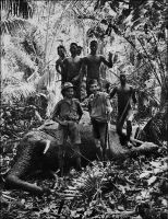 Tableau de chasse. J. Soubrier et Dickner devant l’éléphant mort. Par derrière les boys : Keïdroun, Benouré, Kola, Ouleï et Zam. – « A la fin de l’après midi tout est prêt. On coupe d’abord la trompe, qui pèse à elle seule plus de cent kilos, puis on enlève précieusement autour du cœur l a graisse destinée à la cuisine. Et alors la curée commence. Les nègres hurlent, taillent avec frénésie dans l’énorme masse rouge qui retentit de coups sourds. Les enfants portent sur la tête des quartiers de viande saignants qui dégoulinent sur leur poitrine et leur dos. Dans l’ivresse de cette boucherie les coups de machette frappent à tort et à travers. Plusieurs hommes ont déjà d’horribles plaies aux jambes » (1). « Partis à cinq heures du matin de Man, nous déjeunons à Bonaflé, grand centre de chasse, capitale de la redoutable race des Gouros. Mes amis P…, l’an dernier, ont tué ici, en huit jours, un éléphant, deux buffles, un hippopotame et des biches. Je vois tout un lot de défenses, dont certaines dépassent deux mètres, qui vont être vendues aux enchères par les Domaines. Lorsque les éléphants détruisent leurs plantations, les indigènes les capturent dans des trappes ; mais ils n’ont droit qu’à la viande et les défenses reviennent à la colonie. Ces défenses valent une vingtaine de mille francs. Un chasseur Blanc, qui a de la chance, peut, avec deux ou trois éléphants, payer son voyage » (2). Sources : (1) Soubrier, Jacques, Savanes et Forêts, Paris, J. Susse, 1944. (2) Morand, Paul, A.O.F. de Paris à Tombouctou, Paris, Flammarion, 1928.