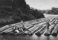 Côte d'Ivoire, flottage de bois d'acajou