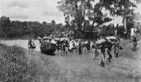 Crossing the river at Nsawam. – Il s’agit ici de sacs de fèves de cacao transportés vers Accra, passant sur des pirogues une petite rivière nommée Densu. La localité de Nsawam est le point intermédiaire du déploiement du chemin de fer entre Accra et Kumasi. Elle fut reliée à la capitale en 1911, tandis que le second tronçon devait s’achever en 1915. Source photo : Knapp, Arthur, Cocoa and chocolate - Their History from Plantation to Consumer, London, Chapman and Hall, 1920.