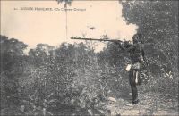 Un Chasseur Coniagui – Dans les sociétés africaines rurales, la chasse est une activité traditionnelle importante. Elle procure des ressources alimentaires précieuses à la communauté. Pour les hommes, elle constitue aussi un cadre symbolique central, dans la construction sociale du groupe et dans le rôle et la place des individus. Mais en plus, elle devient à compter du XIXe siècle une composante économique nouvelle. Elle permet de commercer avec les comptoirs européens installés sur le continent pour alimenter la forte demande mondiale d’ivoire. La consommation de ce matériau - et particulièrement celui aisé à travailler des éléphants d’Afrique – explose en effet. Faute de matières plastiques, qui ne se banaliseront qu’après le tournant du XXe siècle, l’ivoire répond à des besoins nouveaux en rapport avec la modernité. Il permet notamment de fabriquer les boules de billard à une époque où ce jeu se démocratise. Il est aussi utilisé pour les touches de piano, tandis que la demande s’envole en Occident et en Asie. La pratique de cet instrument est entrée dans le programme des écoles normales japonaises et sa présence se répand dans de nombreux foyers aisés. De fait, la pression sur la faune des pachydermes africains s’accroit tant, que la ressource commence à décliner fortement dès avant la première guerre mondiale. Les chiffres d’exportation d’ivoire, enregistrés par les services de  douane de Guinée française en témoignent.