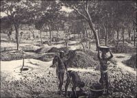 Siguiri : indigènes travaillant aux mines d’or. - On extrait traditionnesdllement de l’or dans la région de la vallée du Haut-Niger, entre Kouroussa et Siguiri, depuis un millénaire ou plus. Les techniques de production fondées sur l’orpaillage, attestées dès le XVIIIème siècle dans l’empire du Mali dont cette région était le cœur, restent inchangées. Des puits individuels traversent la cuirasse pour atteindre les alluvions aurifères sont creusés et exploités en saison sèche. Le minerai, remonté dans des sceaux, est lavé à la batée par les femmes dans des calebasses. Les zones d’exploitation sont attribuées par les « maîtres de l’or », équivalents des « chefs de terre » dans l’agriculture. Commercialisée par les Dioulas, la majeure partie de la production alimente le marché intérieur, et notamment la bijouterie indigène, tandis qu’une fraction achetée par les sociétés de traite est exportée à partir du XXème siècle, entre 50 et 300 kilogrammes par an entre les années 1920 et 1930. Source : (photo) Decourt, Dr Ferdinand, La famille Kerdalec au Soudan, Paris, Ed. Librairie Vuibert, 1910.