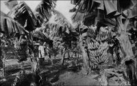 Guinée : une bananeraie avant la récolte. Cliché Agence économique des colonies. – La banane de Chine est introduite en Guinée au tout début du XXème siècle, par la société « La Camayenne ». Sa culture se développe modestement, atteignant 500 ha en 1914, à une époque où l’entrée en production des plantations d’hévéas en Extrême-Orient vient de sceller le déclin du caoutchouc guinéen de médiocre qualité. Mais l’essai de la Camayenne n’aboutit pas ; faute de moyens de transport, l’exportation de banane stagne puis périclite durant le premier conflit mondial. Après la guerre,  la production bananière va croître lentement, passant de 114 tonnes en 1920 à 8769 tonnes en 1930. Le réel démarrage survient en pleine crise économique mondiale, et en 1934 la banane représente 5 % en valeur des exportations d’AOF, la Guinée fournissant l’essentiel de la production. Les primes, l’aménagement des infrastructures portuaires et de stockage, et le lancement d’une flotte bananière produisent leurs effets. La culture bananière, qui implique des techniques coûteuses, et notamment  l’usage d’intrants chimiques, est jusqu’à la Seconde Guerre mondiale le fait de planteurs européens et de quelques Libanais. D’autant que le concours de l’administration, indispensable pour obtenir les crédits, les concessions et pour lever l’abondante main-d’œuvre que nécessite cette culture, est réservé aux colons. Ainsi, à la fin des années 1930, la production « indigène » ne représente que le quinzième de la production guinéenne, laquelle satisfait le tiers de la consommation française. La plupart des plantations sont de petites entreprises, et à l’apogée de l’époque bananière en 1958, tandis que la la Guinée produit 98 000 tonnes de bananes, seules 5 sociétés produisent plus 1000 tonnes. Puis, dès l’année suivante, surviennent deux fléaux agronomiques majeurs pour la banane, la cercosporiose et les nématodes, qui vont faire décliner la production. Les traitements mis au point sont trop coûteux pour les producteurs africains qui ont investi le secteur après la Seconde Guerre mondiale, et les rendements à l’hectare passent de 22 à 12 tonnes. A l’époque de son indépendance, la Guinée sort progressivement du cycle de la banane, comme elle était sortie successivement de ceux des esclaves et du caoutchouc, pour entrer dans le cycle de la bauxite.
