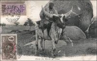 Bœuf des marais du Tchad. - « Avant les années 30, le bœuf-porteur était utilisé pour le transport de l’eau ; mais son usage est rendu de plus en plus difficile par la montée des prix des bovins tout au cours des années 20 : les bœufs-porteurs sont très recherchés sur les marchés, sont très bien payés […] L’âne, dont le prix est très bas, peut facilement accomplir les mêmes tâches de transport, n’exige pas de soins particuliers, et est moins délicat et moins exigeant par rapport à la qualité des pâturages. Malgré la baisse du prix des bovins à la fin des années 30, l’usage de l’âne est désormais chose acquise ». Source : Bonfiglioli, Angelo Maliki, Dudal - Histoire de famille et histoire de troupeau chez un groupe de Wodaabe du Niger, Paris, Éditions de la Maison des sciences de l'homme, 1988.