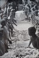 Le Tchad est devenu centre important pour la culture du coton. Des indigènes au travail dans une plantation. - Le développement de la culture du coton, qui représente de nos jours la première production agricole tchadienne hors produits vivriers, relève d’une initiative coloniale. Si sa fibre était utilisée pour la fabrication de textiles depuis longtemps, il était peu cultivé au début du XXème siècle. Victor-Emmanuel Largeau, un des pionniers de la présence française dans cette région, l’évoque dans les notes qu’il a prises lors de son premier séjour au Tchad entre 1902 et 1904 : « Parmi les matières premières nécessaires à l’industrie, on ne trouve que du coton et de l’indigo, parfois cultivés par des immigrants Kanouri ; mais le coton est en grande partie recueilli dans la brousse où il pousse à l’état sauvage. […] Le coton donne lieu à la plus importante industrie [du territoire], celle du tissage de bandes d’étoffes assez grossières, longues de 0m,75 environ sur 0m,05 de largeur, dites « gabak » et servant de monnaie divisionnaire. En rassemblant ces bandes, on confectionne les boubous et pantalons dont s’habillent les Baghirmiens » (1). Lancée au début des années 1930, la culture du coton connait un rapide essor et le gouverneur Pierre-Olivier Lapie, nommé durant la Seconde Guerre mondiale par le Général De Gaule, note en 1941 qu’il fait d’ores et déjà la prospérité de la région de Fort-Archambault et contribue cette année-là aux exportations du Tchad à hauteur de 5000 tonnes (2). Sources : (1) Largeau, Victor-Emmanuel, A la naissance du Tchad 1903-1913, Saint-Maur, Editions Sépia, 2001. (2 et photo) Lapie, Pierre Olivier, Mes tournées au Tchad, Londres, John Murray, 1941.