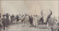 Concours agricole de Mao, bœufs du Tchad. – « Un événement plus important, et qui remplit pendant quelques jours la capitale du Kanem d’une animation extraordinaire, fut le concours agricole, dont l’institution remonte à 1912, époque où il eut lieu à Mondo, pour inaugurer l’installation du vétérinaire de Mao, et lui permettre de donner des conseil à tous les éleveurs de bœufs et de chevaux, et les préparer à la vaccination contre la péripneumonie contagieuse, qui fait beaucoup de mal au Tchad. Alors que le premier concours n’avait attiré guère que 500 bœufs et 400 chevaux, il vint, cette fois-ci, au moins 1500 chevaux et un nombre incalculable de bovidés. […] Il existe plusieurs races de bœufs très nette. Les Hassahouna ont un type semblable à celui de leurs frères Choa du Cameroun, marron et haut sur pattes, avec de petites cornes en croissant et un rudiment de bosse, fait pour porter plutôt que pour la boucherie, mais qui engraisse facilement. Le bœuf Kouri, des îles du Tchad, est grand, de couleur presque blanche, sans bosse ; il a de grosses cornes, souvent hautes de 1 mètre, en forme de lyre ou demi-cercle ; se sont les meilleurs pour la consommation ». Sources (photo et texte) : Abou-Digu’en, Mon voyage au Soudan tchadien, Paris, éditions Pierre Roger, 1929.
