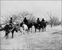 Vers Agadès, au pas lent des bœufs porteurs (1). - « Avant les années 30, le bœuf-porteur était utilisé pour le transport de l’eau ; mais son usage est rendu de plus en plus difficile par la montée des prix des bovins tout au cours des années 20 : les bœufs-porteurs sont très recherchés sur les marchés, sont très bien payés […] L’âne, dont le prix est très bas, peut facilement accomplir les mêmes tâches de transport, n’exige pas de soins particuliers, et est moins délicat et moins exigeant par rapport à la qualité des pâturages. Malgré la baisse du prix des bovins à la fin des années 30, l’usage de l’âne est désormais chose acquise » (2). Sources : (1 photo) Ingold, Général, Bêtes et hommes du Niger, Paris, Editions La Toison d’or, 1953 - (2) Bonfiglioli, Angelo Maliki, Dudal - Histoire de famille et histoire de troupeau chez un groupe de Wodaabe du Niger, Paris, Éditions de la Maison des sciences de l'homme, 1988.