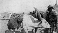 Bœuf porteur au Niger. - « Avant les années 30, le bœuf-porteur était utilisé pour le transport de l’eau ; mais son usage est rendu de plus en plus difficile par la montée des prix des bovins tout au cours des années 20 : les bœufs-porteurs sont très recherchés sur les marchés, sont très bien payés […] L’âne, dont le prix est très bas, peut facilement accomplir les mêmes tâches de transport, n’exige pas de soins particuliers, et est moins délicat et moins exigeant par rapport à la qualité des pâturages. Malgré la baisse du prix des bovins à la fin des années 30, l’usage de l’âne est désormais chose acquise ». Source : Bonfiglioli, Angelo Maliki, Dudal - Histoire de famille et histoire de troupeau chez un groupe de Wodaabe du Niger, Paris, Éditions de la Maison des sciences de l'homme, 1988.