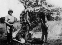 Chari - Tchad, Chasse à la girafe chez les Niellims (coup supporté par deux indigènes – légende originale).