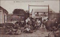 Arrivée d’une caravane d’arachides chez un traitant. - La colonisation s’accompagne d’une ouverture de l’agriculture africaine vers le marché extérieur. Pour les paysans indigènes, les traitants - qu’ils soient Européens ou Africains - sont les intermédiaires incontournables de ce nouveau commerce. En effet, ils achètent aux producteurs la partie non vivrière de leurs récoltes (l’arachide ou le karité au Sénégal, le cacao ou le café en Côte d’Ivoire…), pourvoient à leurs besoins par des prêts en période de soudure et leur vendent tous biens manufacturés tels que vêtements et ustensiles. Au Sénégal, ils viennent souvent de Saint-Louis et constituent l’échelon local de comptoirs tenus dans les plus gros bourgs par des colons ou par des commerçants libanais.