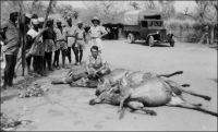 Tambacounda, camp de base du chantier de la piste de Tambacounda à Sambaïlo (Guinée française), travaux menés par l’armée entre 1946 et 1947. Ici le chasseur chargé d’approvisionner les troupes en viande posant devant ses prises du jour. En arrière plan on peut remarquer un camion Citroën T45, modèle qui connut un certain succès au Sénégal.