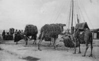 Saint-Louis, chameaux sur le quai d'embarquement