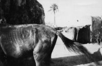 Bamako, une rue (légende manuscrite) – Photo prise par un amateur et datée du 28.10.1942