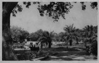 Bamako, parc zoologique - postée en 1945