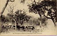 Un troupeau allant au pâturage à Save, Dahomey – Savé petite ville située sur la route du Nord et sur le chemin de fer Cotonou-Parakou, est un centre important du cercle de Savalou. Savé compte, en 1948, 5500 habitants. C’est le lieu d’une exploitation de tabac par la SOCOTAB.
