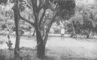 Cotonou, les jardins de la Douane – Le cercle de Cotonou exporte, en 1948, 3000 t. de palmiste, 1000 t d’huile de palme, 100 t de coprahs et 20 t de café.