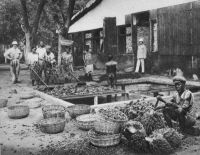 Dalimé, traitement des palmistes à la station agricole d'Agou (Kpalimé).