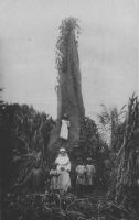 Une thermitière (nid de fourmis) à Palimé (Togo) - Carte postale éditée par la Compagnie des soeurs de N. D. des APOTRES pour les Missions Africaines.